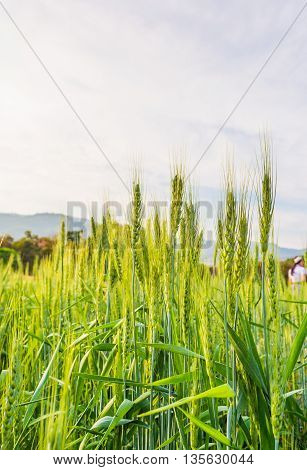 Green Barley Field