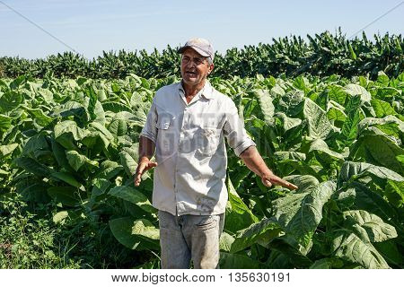 Santiago de Cuba Cuba - January 12 2016: typical scene in the Cuban countryside. Cuban tobacco grower explains how he grows and harvest his tobacco fields
