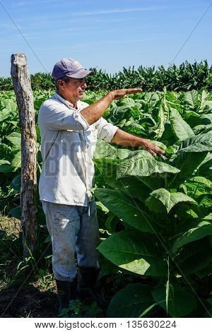 Santiago de Cuba Cuba - January 12 2016: typical scene in the Cuban countryside. Cuban tobacco grower explains how he grows and harvest his tobacco fields