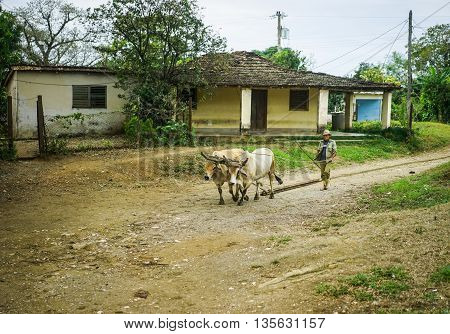Valle de los Ingenios Trinidad Cuba - January 14 2016: in the village next to Slave Tower Manaca Iznaga which is preserved from Cuba's past when slavery was legal a Man using oxen to haul railway sleepers.