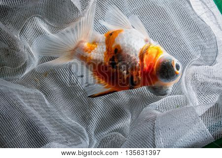 close up Goldfish in aquarium fishing net