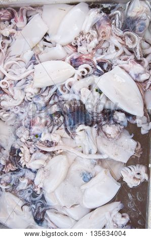 White squid from the sea, seafood background