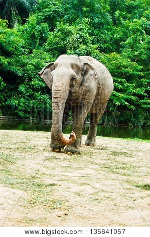 Beautiful of young elephant in zoo at Thailand