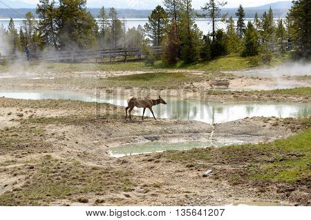 Yellowstone United States - May 31 2015: Clear aqua hot spring with deep central hole steam and limy shoreline people on boardwalk West Thumb area of Yellowstone National Park Wyoming.