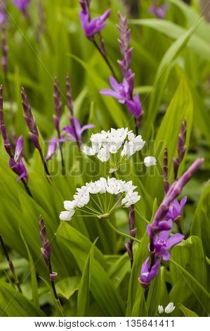 White and pink flowers of Bletilla striata orchid plants