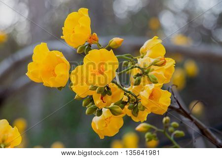 Yellow silk cotton tree flowers blossom in nature