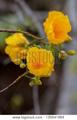 Yellow silk cotton tree flowers blossom in nature