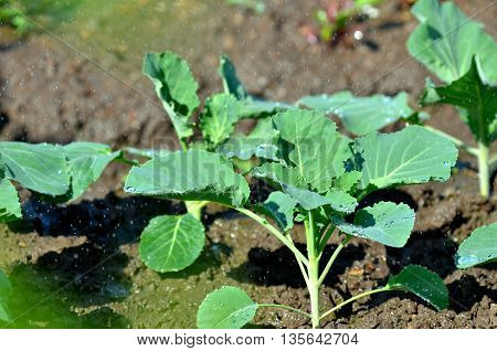 Watering the cabbage in the vegetable garden.Watering of cabbage seedlings.