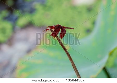 Dragonfly species that are red found in Thailand. Neurothemis fulvia