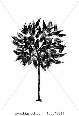 Drawing foliar tree on a white background. Isolated black silhouette on a white background. Graphic arts.