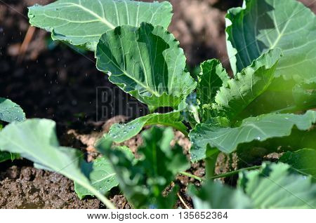 Watering the cabbage in the vegetable garden.Watering of cabbage seedlings.