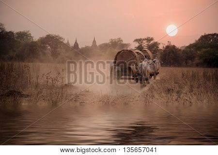 BAGAN, MYANMAR : Burmese rural road, two white cows pulling a wooden cart is a transportation for poor people near the Bagan pagodas field as a background. Rural landscape and traditional village life in Myanmar(Burma) countryside.