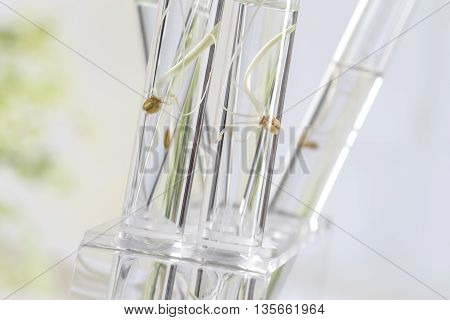 Image of biotechnology, for agricultural reaserch on how to feed the planet