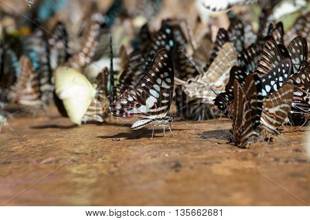 Butterfly eating Salt licks on ground at Pangsida national park SakaeoThailand