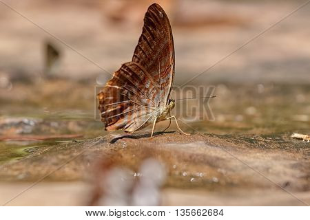 Butterfly eating Salt licks on ground at Pangsida national park SakaeoThailand