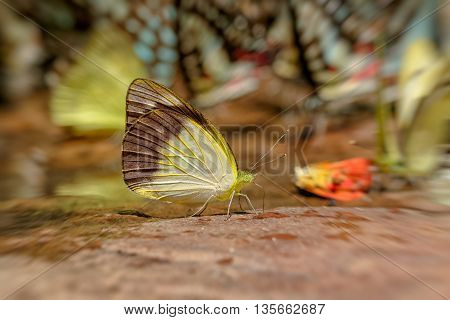 Butterfly eating Salt licks on ground at Pangsida national park SakaeoThailand