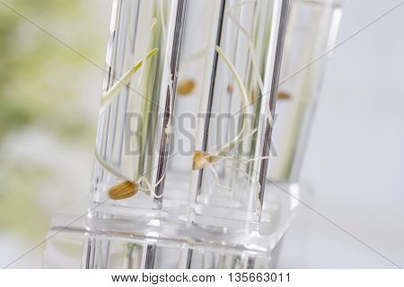 Image of biotechnology, for agricultural reaserch on how to feed the planet