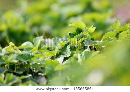 Bush of strawberries. Close-Up. Strawberry seedlings in the garden. Strawberries plants background.Bush of strawberries. Close-Up. Bush of strawberries. Close-Up.strawberry seedlings in the garden