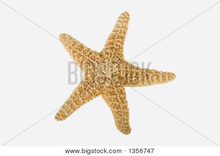  Starfish