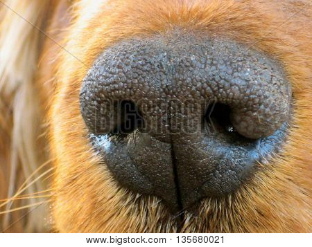 Zoomed in dog nose looks like an alien