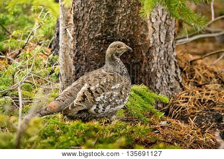 Ptarmigan in the wildness in Colorado in springtime