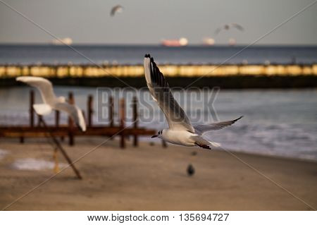 Common gulls flying on the beach. 
overcast weather