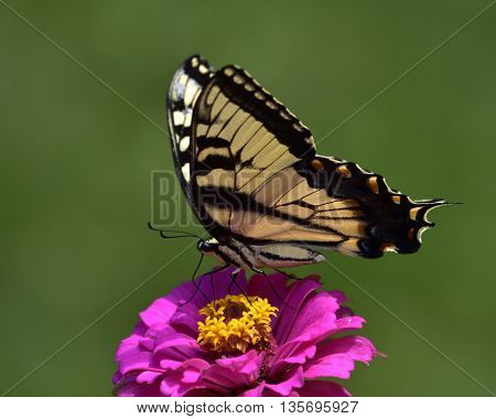 Butterfly taking a rest in Leaming Run Gardens, Cape May County, NJ