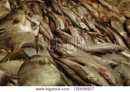 Fish in piles display detail at market