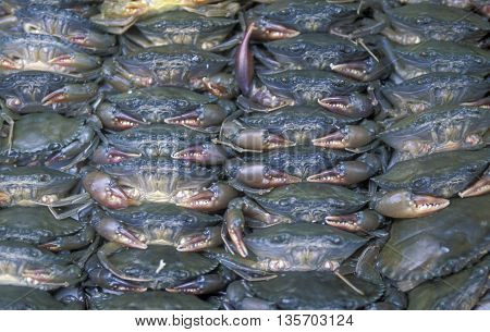 Asia Vietnam Market Seafood Crab