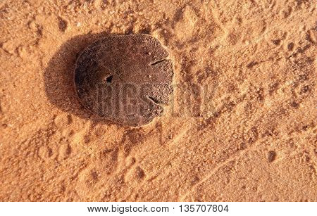 sand dollar or sea cookie in the beach sand