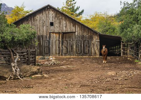 Horse At Farm In San Alfonso Valley, Chile