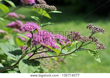 Branch of pink Japanese spiraea blooming in summer