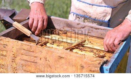 Beekeeper and bees in the hive, summer