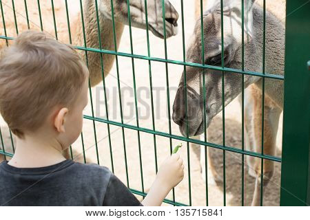 Lamas Eating Out Of The Hand Of A Boy.