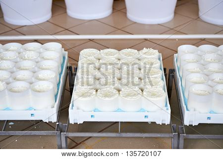 Molds With Semifinished For Production Of Soft Cheese
