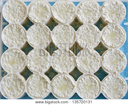 Molds With Semifinished For Production Of Soft Cheese