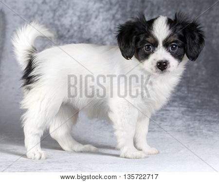Cute puppy of the Continental Toy spaniel - Phalene -on a gray background