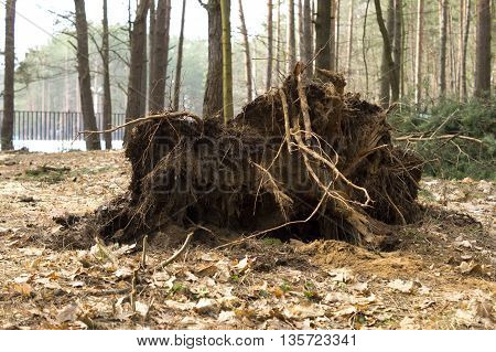 photo on tree roots, felled by hurricane