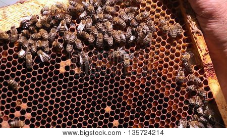 queen bee on a honeycomb frame nest
