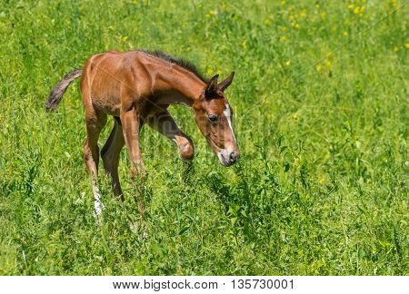 First steps of newborn foal on a summer pasture