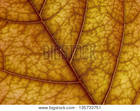 yellow lamina