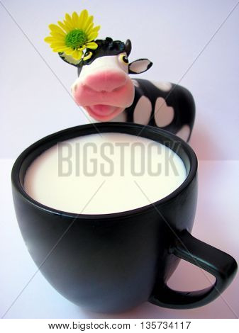 milk and cow