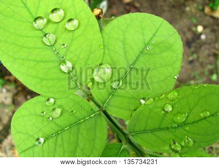 wet lamina