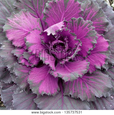 Beautiful purple plant