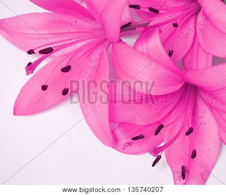 flowers background