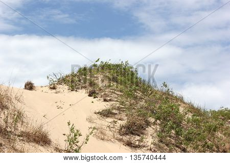 Sand Dunes at Ludington State Park in Michigan