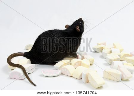 Decorative rat and marmalade on a white background. Phenobarbital.