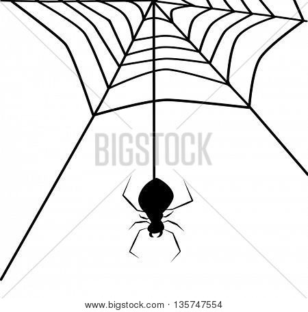 spider web