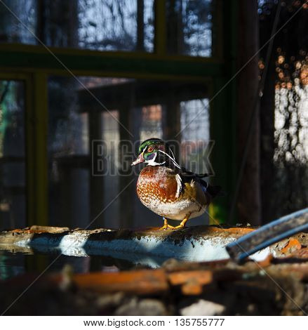 Male Wood Duck, Duck on Water, Carolina Duck, Bird, Duck, 