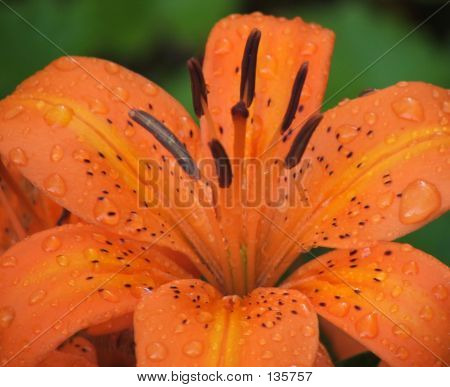 Fleur-lillium
